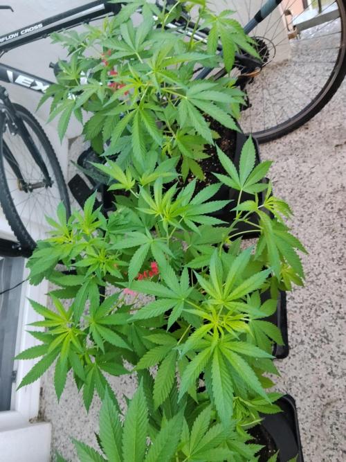 S.A.D. & Blue Bullet Auto (outdoor). Week 7 - all together