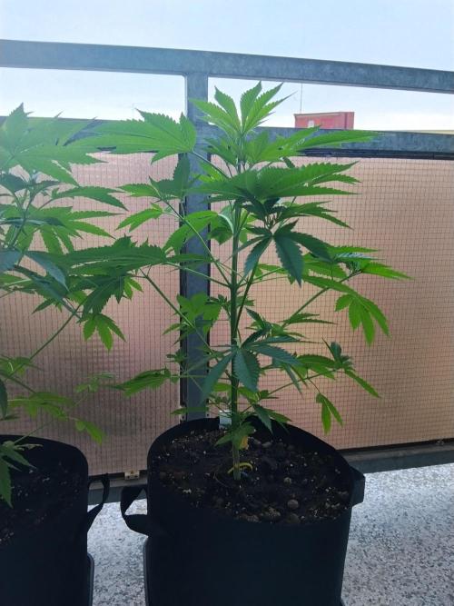S.A.D. & Blue Bullet Auto (outdoor). Week 7 - blue bullet