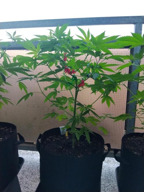 S.A.D. & Blue Bullet Auto (outdoor). Week 7 - s.a.d.