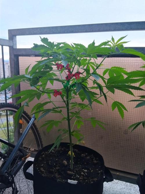 S.A.D. & Blue Bullet Auto (outdoor). Week 7 - s.a.d.