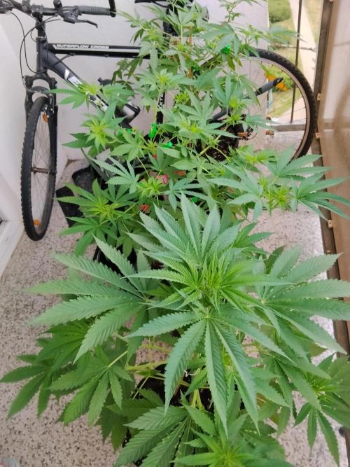S.A.D. & Blue Bullet Auto (outdoor). Week 8 - balcony