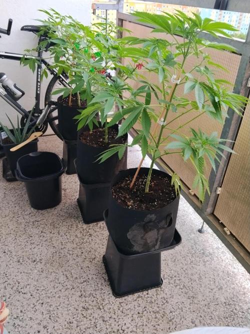 S.A.D. & Blue Bullet Auto (outdoor). Week 8 - balcony