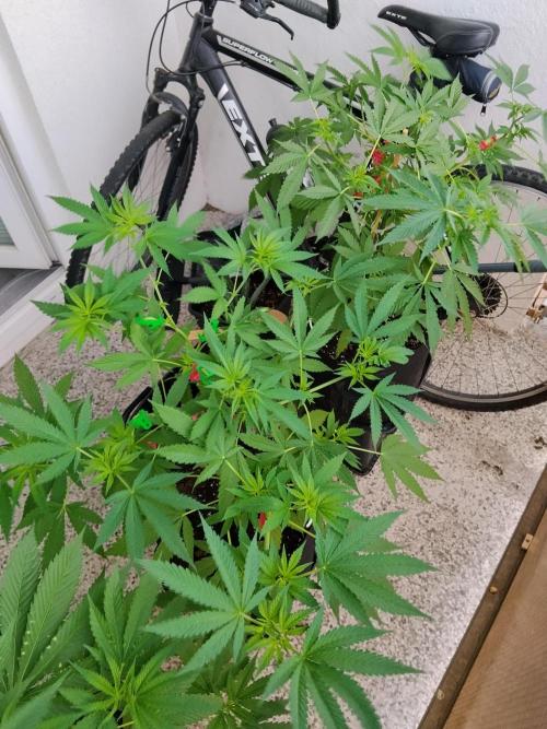 S.A.D. & Blue Bullet Auto (outdoor). Week 8 - balcony