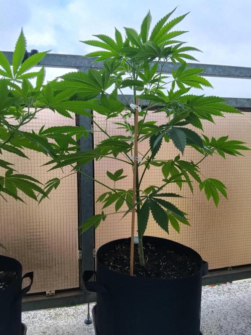 S.A.D. & Blue Bullet Auto (outdoor). Week 8 - blue bullet auto