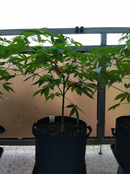 S.A.D. & Blue Bullet Auto (outdoor). Week 8 - s.a.d.