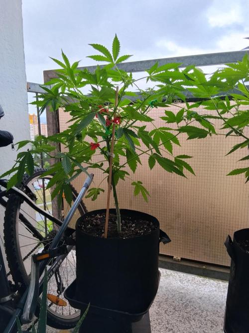 S.A.D. & Blue Bullet Auto (outdoor). Week 8 - s.a.d.