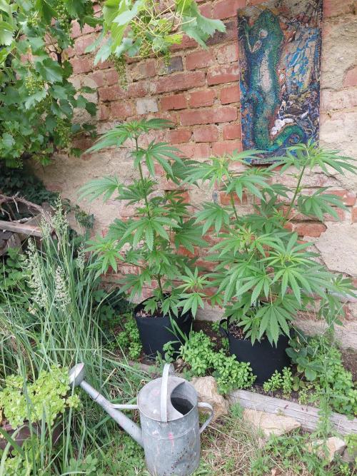 S.A.D. & Blue Bullet Auto (outdoor). Week 8 - off-site s.a.d.