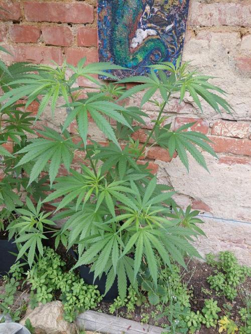 S.A.D. & Blue Bullet Auto (outdoor). Week 8 - off-site s.a.d.