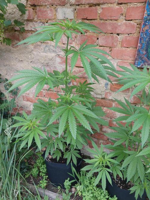 S.A.D. & Blue Bullet Auto (outdoor). Week 8 - off-site s.a.d.
