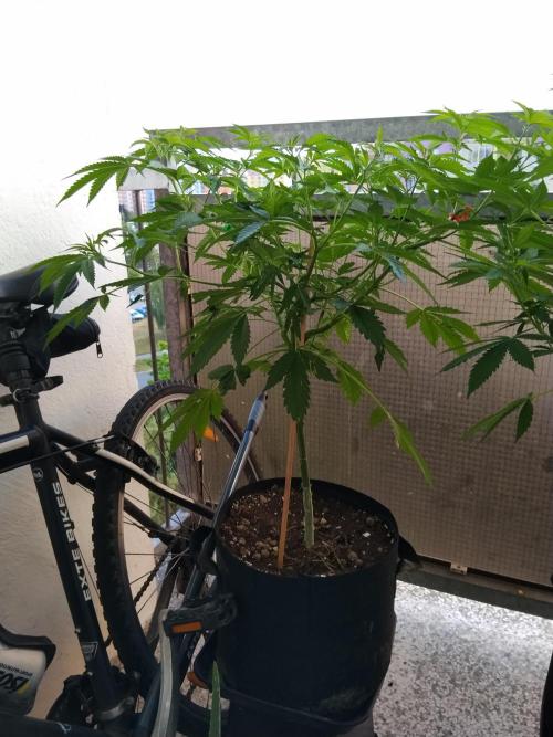 S.A.D. & Blue Bullet Auto (outdoor). Week 9 - s.a.d.