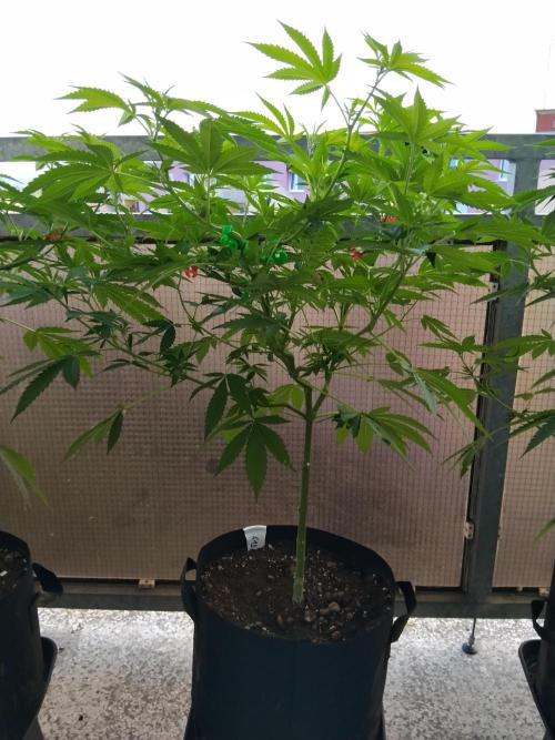 S.A.D. & Blue Bullet Auto (outdoor). Week 9 - s.a.d.