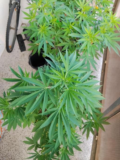 S.A.D. & Blue Bullet Auto (outdoor). Week 9 - blue bullet