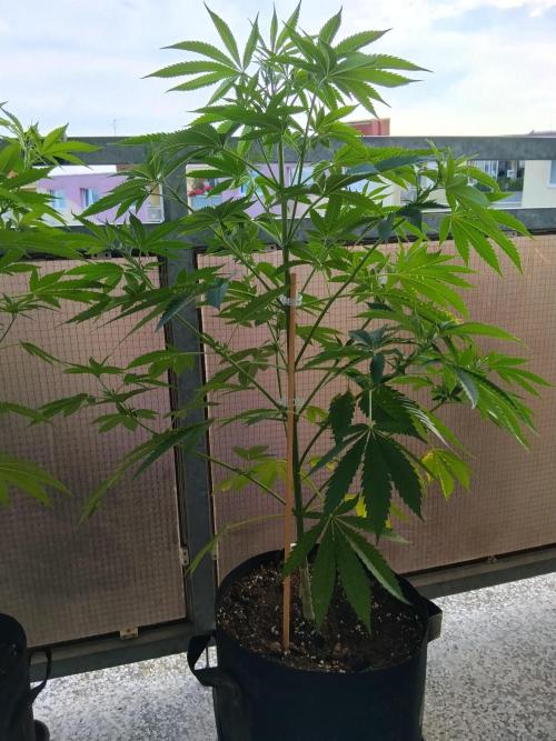 S.A.D. & Blue Bullet Auto (outdoor). Week 9 - blue bullet