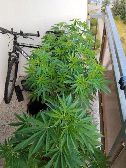 S.A.D. & Blue Bullet Auto (outdoor). Week 9 - balcony