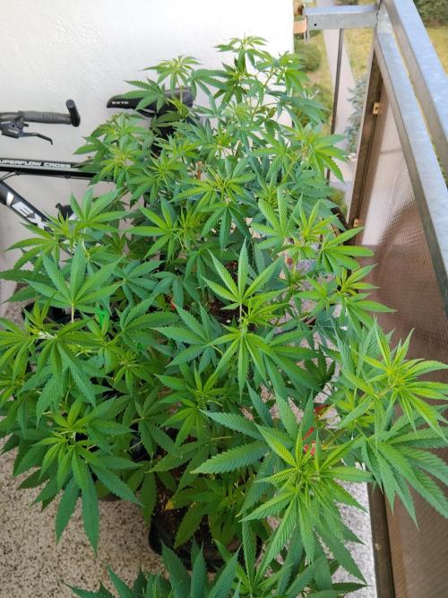 S.A.D. & Blue Bullet Auto (outdoor). Week 9 - balcony