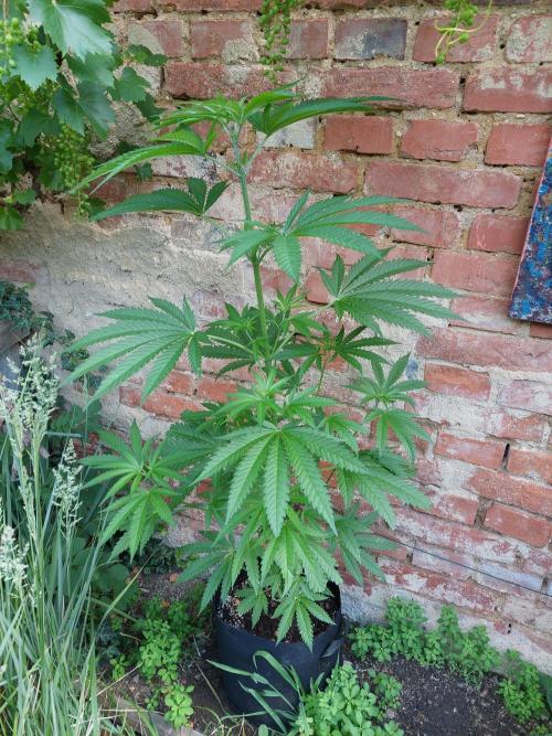 S.A.D. & Blue Bullet Auto (outdoor). Week 9 - detached s.a.d.