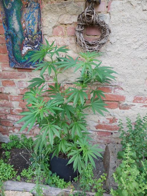 S.A.D. & Blue Bullet Auto (outdoor). Week 9 - detached s.a.d.