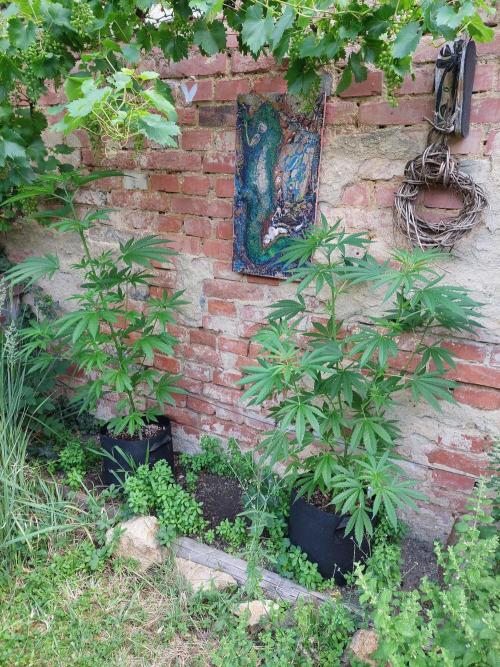 S.A.D. & Blue Bullet Auto (outdoor). Week 9 - detached s.a.d.