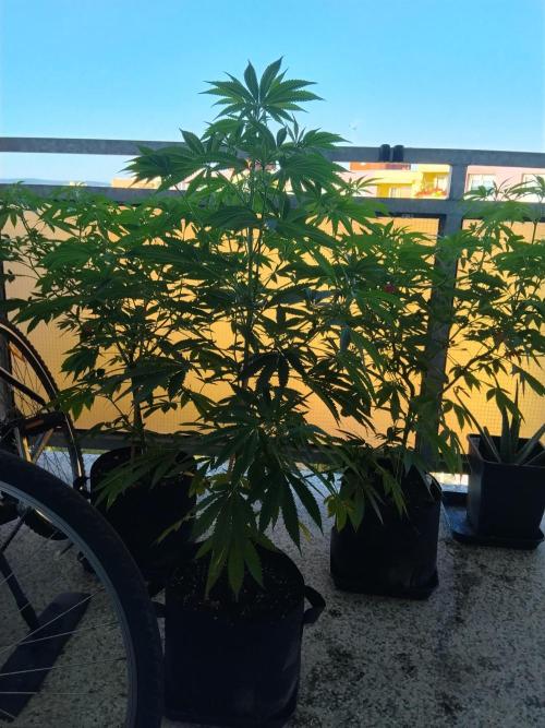 S.A.D. & Blue Bullet Auto (outdoor). Week 10