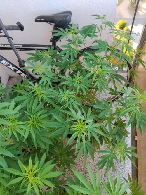 S.A.D. & Blue Bullet Auto (outdoor). Week 10