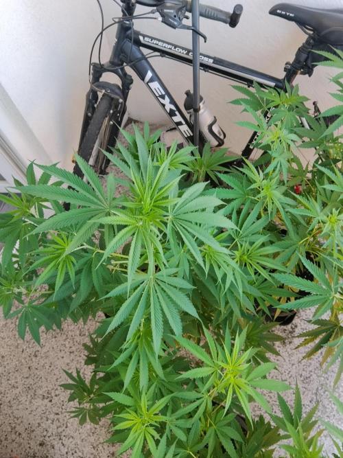 S.A.D. & Blue Bullet Auto (outdoor). Week 10