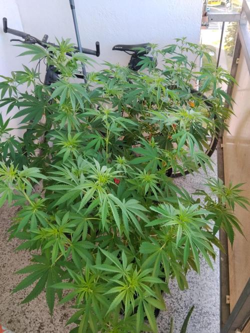 S.A.D. & Blue Bullet Auto (outdoor). Week 10