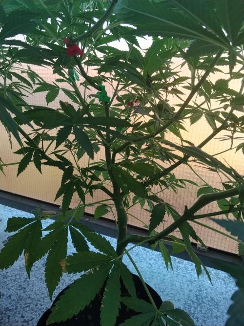 S.A.D. & Blue Bullet Auto (outdoor). Week 11