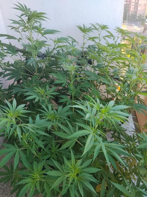 S.A.D. & Blue Bullet Auto (outdoor). Week 11