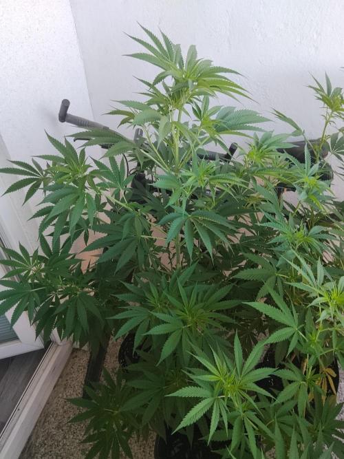 S.A.D. & Blue Bullet Auto (outdoor). Week 11
