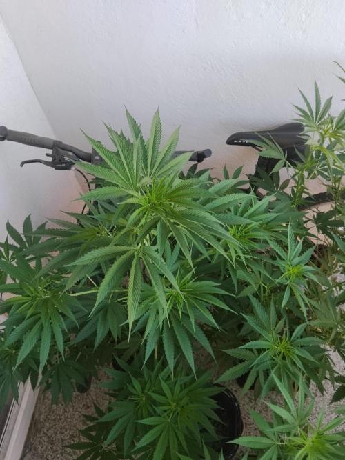 S.A.D. & Blue Bullet Auto (outdoor). Week 11
