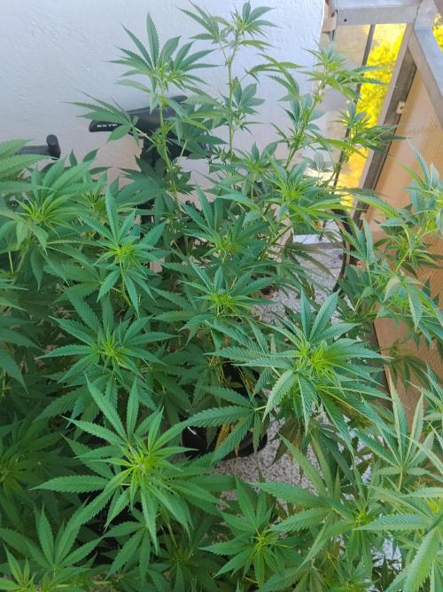 S.A.D. & Blue Bullet Auto (outdoor). Week 11