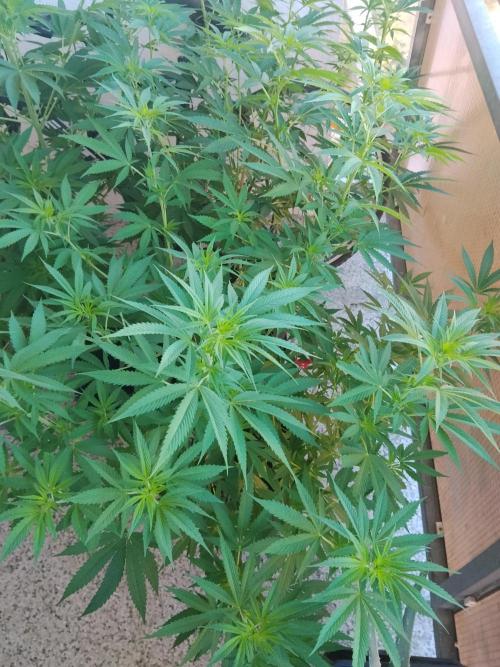 S.A.D. & Blue Bullet Auto (outdoor). Week 11
