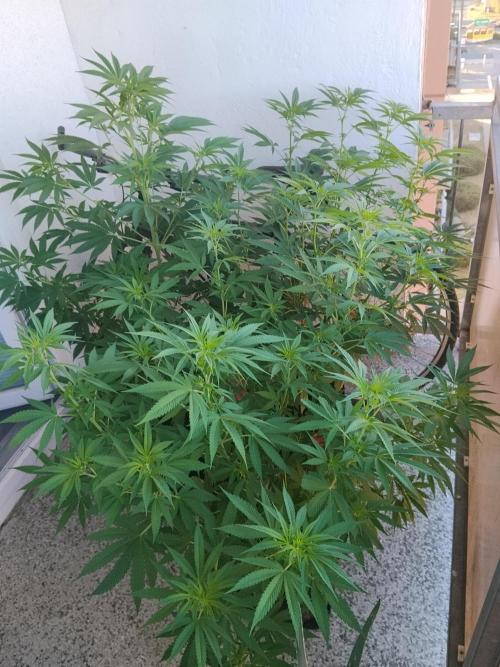 S.A.D. & Blue Bullet Auto (outdoor). Week 11