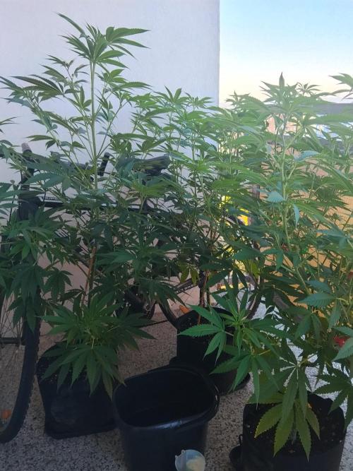 S.A.D. & Blue Bullet Auto (outdoor). Week 11