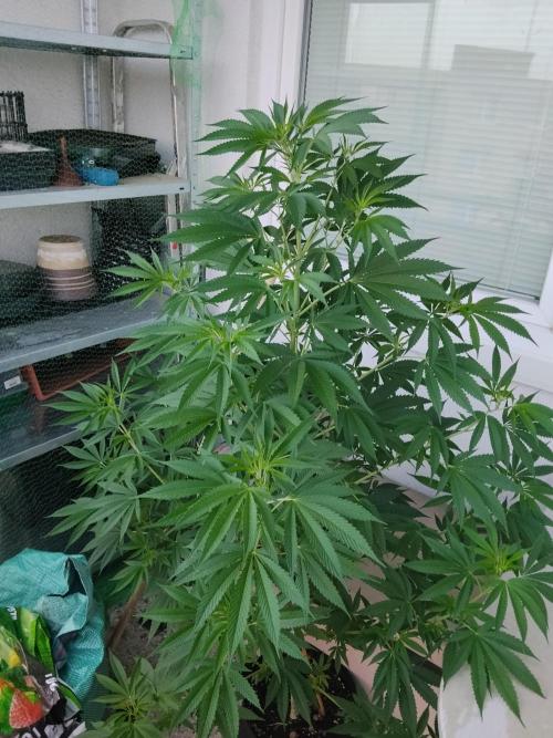 S.A.D. & Blue Bullet Auto (outdoor). Week 12 - Blue bullet auto