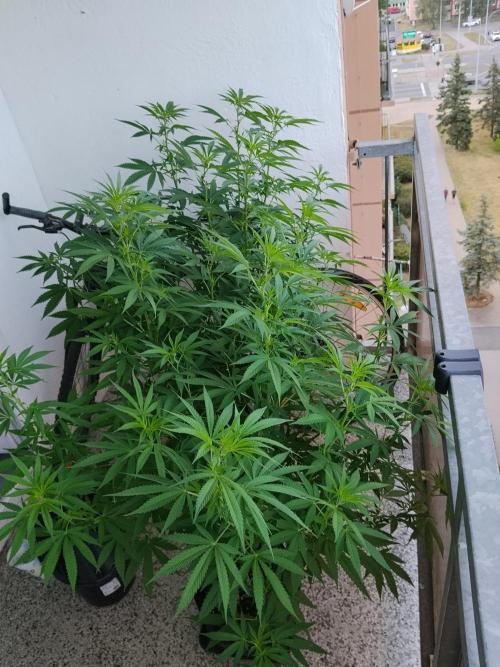 S.A.D. & Blue Bullet Auto (outdoor). Week 12 - S.A.D. F1 Fast (2 plants)