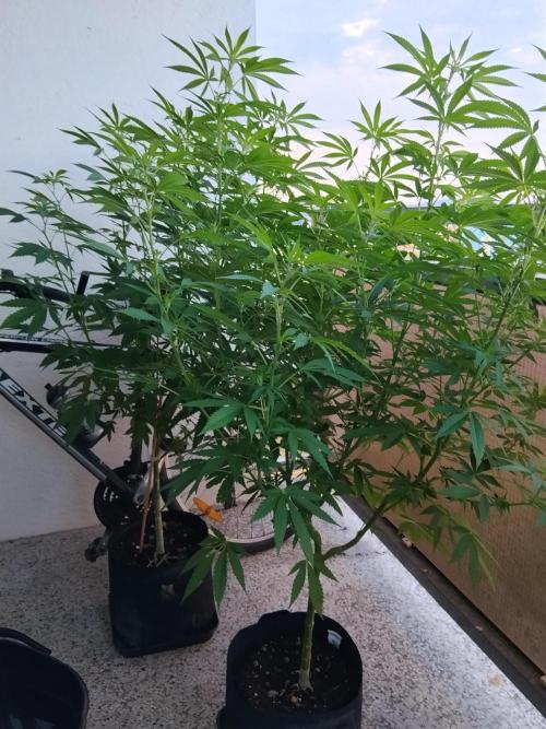 S.A.D. & Blue Bullet Auto (outdoor). Week 12 - S.A.D. F1 Fast (2 plants)
