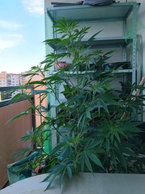 S.A.D. & Blue Bullet Auto (outdoor). Week 12 - Blue bullet auto
