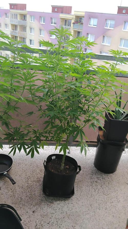 S.A.D. & Blue Bullet Auto (outdoor)