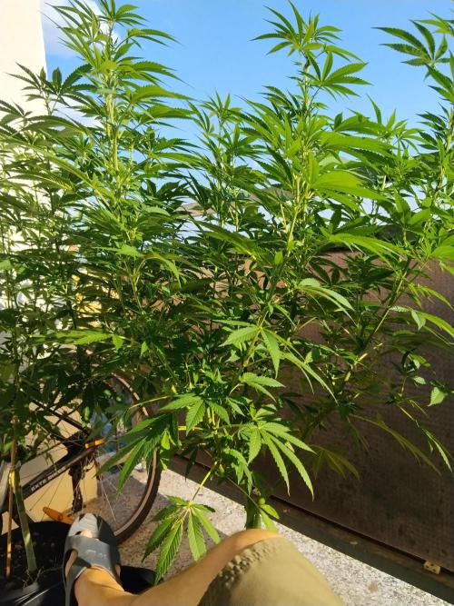 S.A.D. & Blue Bullet Auto (outdoor). Week 12 - sweet cigaar under canopy (S.A.D.) 