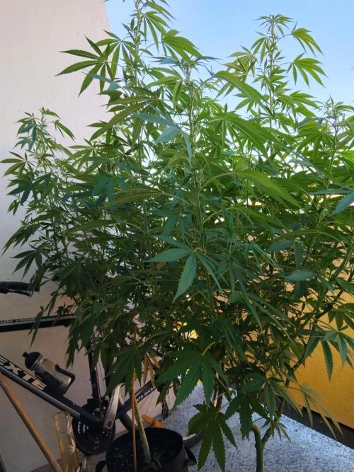 S.A.D. & Blue Bullet Auto (outdoor). Week 13