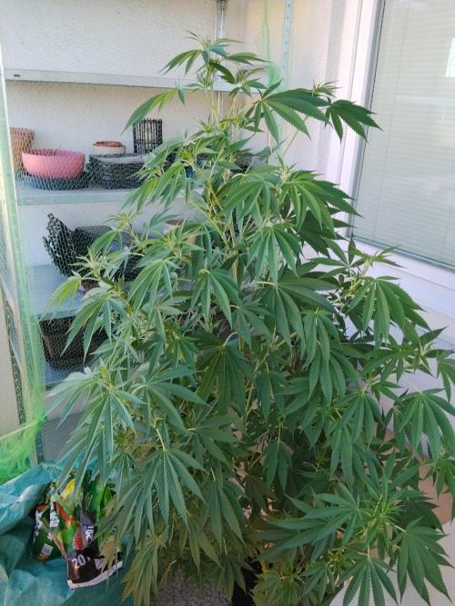 S.A.D. & Blue Bullet Auto (outdoor). Week 13