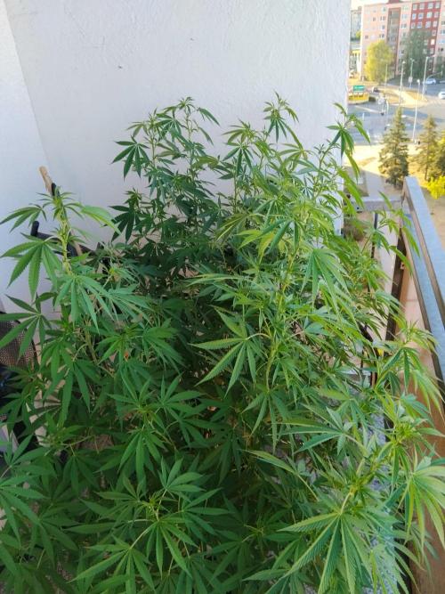 S.A.D. & Blue Bullet Auto (outdoor). Week 13