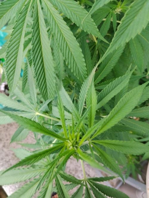 S.A.D. & Blue Bullet Auto (outdoor). Week 14 - Blue bullet auto