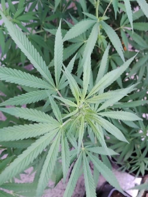 S.A.D. & Blue Bullet Auto (outdoor). Week 14 - S.A.D. (i think)