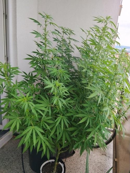 S.A.D. & Blue Bullet Auto (outdoor). Week 14 - S.A.D.