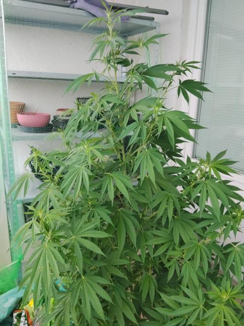 S.A.D. & Blue Bullet Auto (outdoor). Week 14 - Blue bullet auto