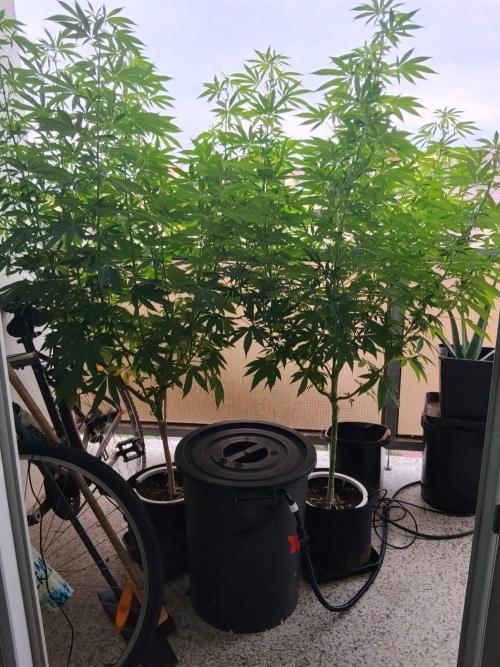 S.A.D. & Blue Bullet Auto (outdoor). Week 14 - S.A.D.