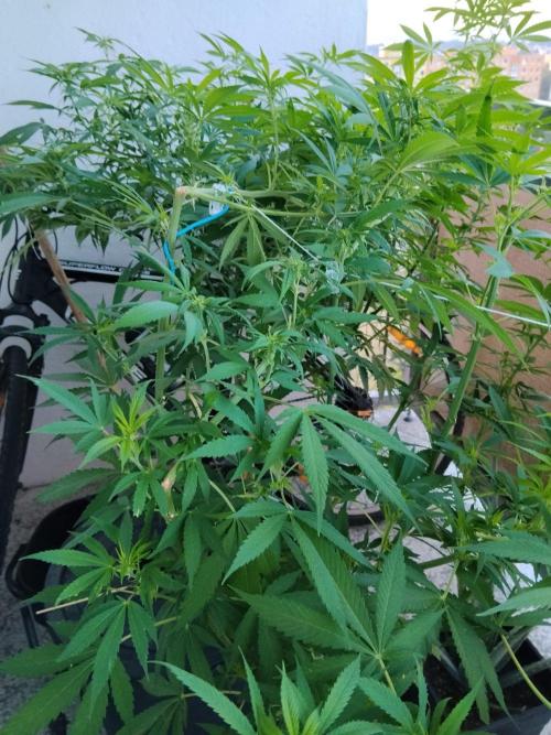 S.A.D. & Blue Bullet Auto (outdoor). Week 15