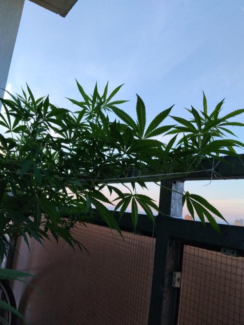 S.A.D. & Blue Bullet Auto (outdoor). Week 15
